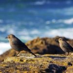birds-on-coast-1113tm-bkgd-386.jpg