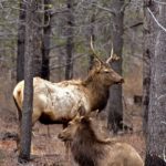 elk-animal-1113tm-pic-1339.jpg
