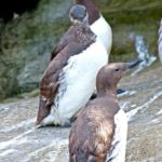 sea-bird-common-murre-1013tm-pic-1391.jpg