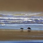 birds-at-sea-beach-1113tm-pic-710.jpg