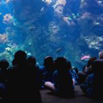 people-watching-aquarium-1113tm-pic-654.jpg